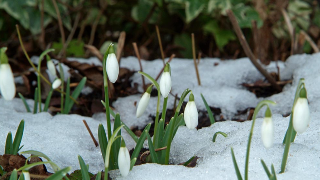 Foto van bloemen